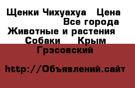 Щенки Чихуахуа › Цена ­ 12000-15000 - Все города Животные и растения » Собаки   . Крым,Грэсовский